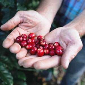 Coffee cherries in open palms