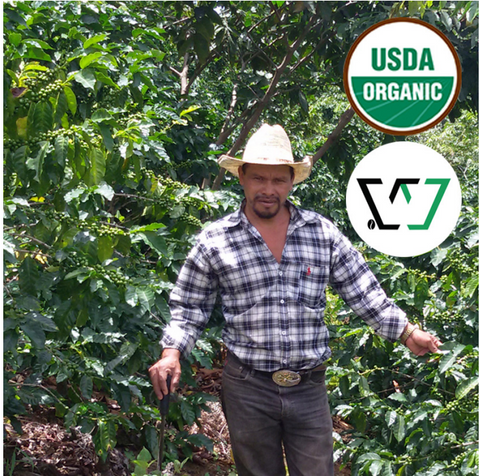 Scarlet Macaw